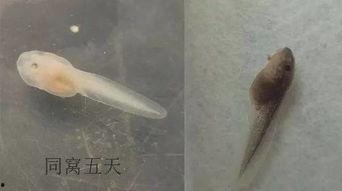 蝌蚪网国产,蝌蚪网引领绿色科技新潮流